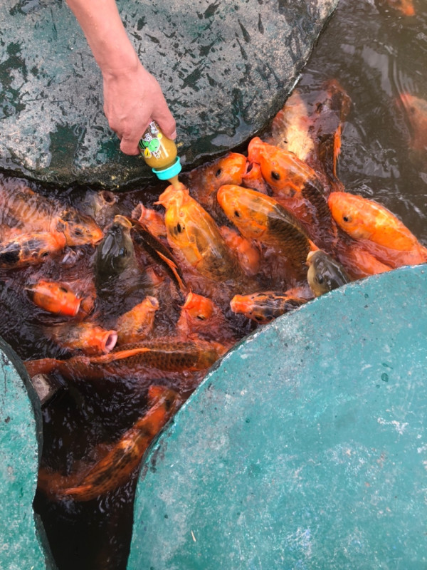 달랏 무이네 즐기기